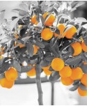 TANGERINE TREE TANGERINE TREE