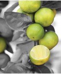 LEMON TREE LEMON TREE