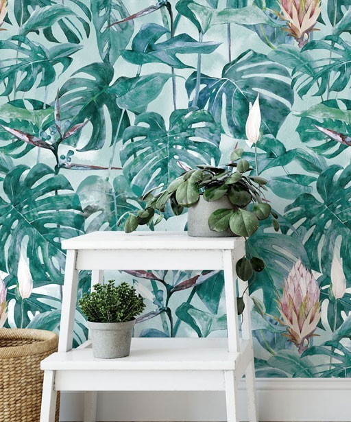MONSTERA MONSTERA