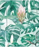 MONSTERA MONSTERA