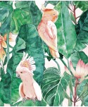 MONSTERA MONSTERA