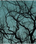 Trees Trees